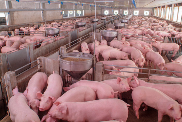 Kostroma pig farm "Shuvalovo" modernizes two sites for 48 million rubles