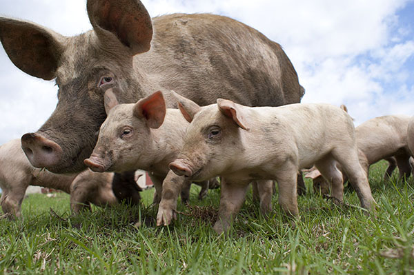 Россия в 2020 году увеличит производство свинины на 9,7%
