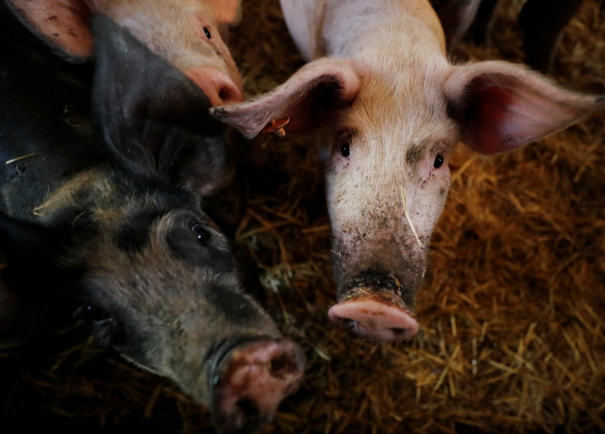 Ukraine-has-increased-pork-imports.JPG